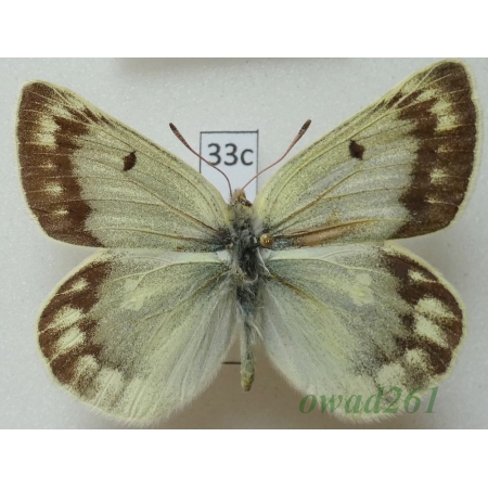 Colias grumi dvoraki Kocman, 1994 China33c